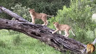 Playful Lion Cubs Of Casper The White Lion Looking Good