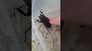 жук олень?
