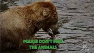Meet the Animals of our National Parks!