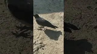 Смелый  воронёнок!