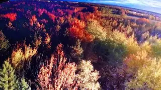 Sad automne - I lost the rooster