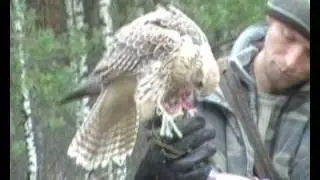 FalconryUkr10
