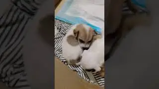3 WEEKS OLD