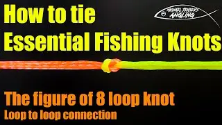 Figure of eight loop knot - Essential fishing knots
