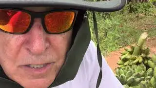 B2B Energy Banana Farming Thailand