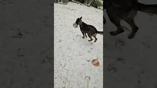 Овчарка