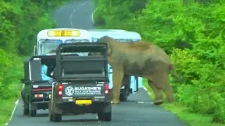 Unbelievable Elephant Encounter 2024 Live Recoding