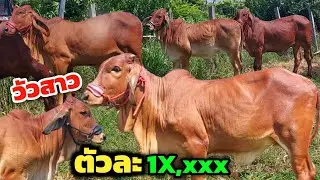 ด่วน‼️ทีเด็ดวัวงามมาใหม่ราคาถูก ชุดวัวสาวงบหมื่นกว่าสนุกเลือกเลยแบบนี้ มีแต่งามๆ แม่ลูกสายดำน่าซื้อ