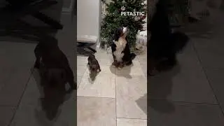 Busted! Hilarious Dog Interrogation: Who Did It?