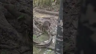 Swamp Tour (2)
