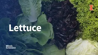 Picking, Preparing, and Storing Lettuce