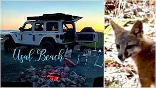 Usal Beach Camping-We Saw a FOX!