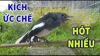 Chòe Than Mái mồi hót cực hay kích trống mở mỏ | Kích Chòe Than Hót | choe than mai | chòe than mái