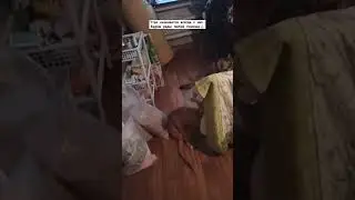 #домашнийприютмилосердие Всегда нуждаемся в помощи с покупкой кормов 🙏🏼+79278920802