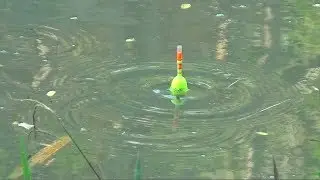 Mancing Ikan Nila Di Bawah Jembatan