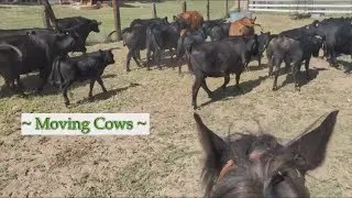 Let's Go Cowboy'n