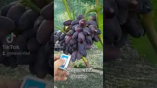 Виноград Днепровский сувенир 