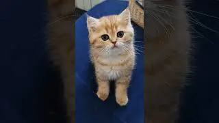 Круасанчик ищет родителей😻 шотландские золотые котята для Вас💝