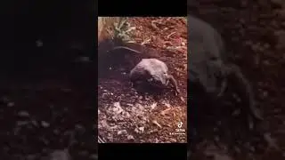 Frog Catfish Rat #funny #frog #rat #youtubeshorts