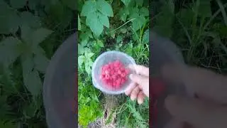 Малина Полька - бесконечный сбор малины #малина #сборягод