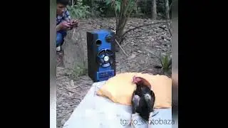 Как разбудить друга петуха