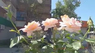 30 июля, 2 часть, Угледар