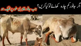 Sehat Mand Janwar agar Khana Peena Kam Kar De To Kya Karen | Urdu/Hindi | Dr Noman Ali Hamza