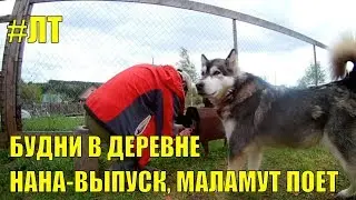 [VLOG_ЛТ#192]: будни жизни в деревне // Нана-выпуск