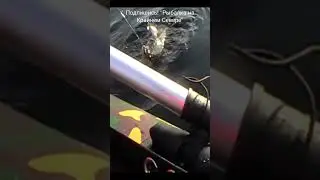 Налим 2.5 кг