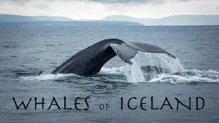 We saw WHALES in ICELAND! 🇮🇸