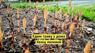 Eating grass near the house! Horsetail
