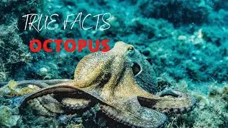Octopus Intelligence