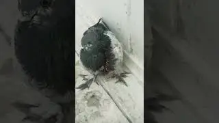 сокол порвал голубя#shortvideo