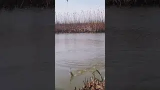 Астрахань 2024. запрет на вылов воблы 2024 #fishing #рыбалка @blagowmax