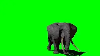 Elephant green screen 4k animation || Elephant viral video