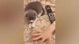Try Not To Laugh Animals