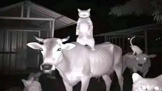 Absurd Memes That I Found At 3 AM