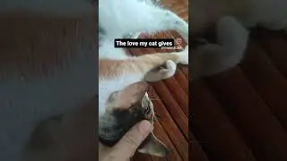 How sweet !!!   #short #youtubeshorts #petlover #pets #animals #shorts #pet #cute #cats #catlover