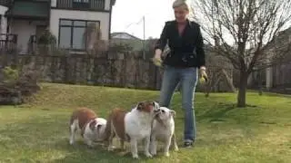 Kennel Mastiffhills: english bulldog & english mastiff