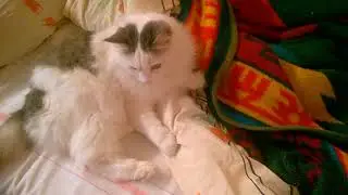Мышь в доме - 1