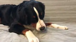 Brownie The Bernese Mountain Dog loves chewing carrot!