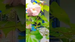 #changing rose #shorts #shortsyoutube #explorethebeautyofnature #shortsviral