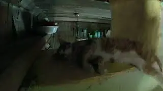 Жизнь деревенских котов.