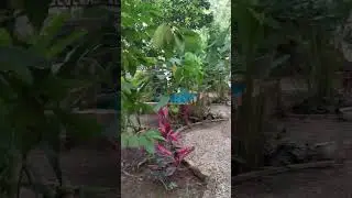 Bangkal Forest Banjarbaru Kalimantan Selatan