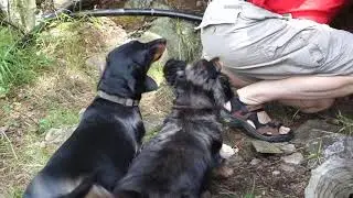 Dachshunds Go Wild
