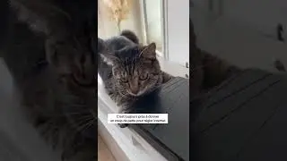 A QUOI ÇA SERT D’AVOIR UN CHAT ?! 😱😱