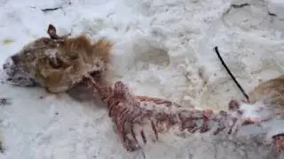 Рядом с Сыктывкаром волки сгрызли рысь