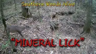 SWA Mineral Lick