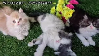 High Quality Persian Cats Kitten Available at Cutecats Cattery | Delivery All over india