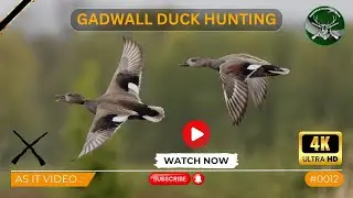 Duck Hunting | Gadwall | As it Video # 0012